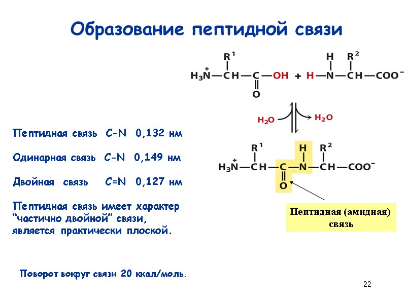 22 Образование пептидной связи Пептидная (амидная)  связь  Пептидная связь  C-N 